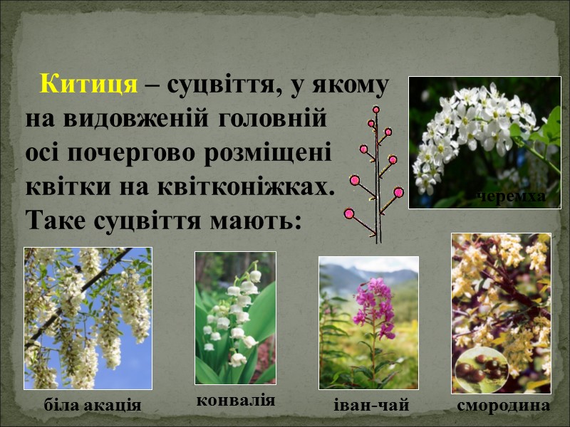 Китиця – суцвіття, у якому на видовженій головній      